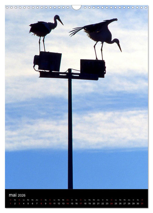 Collection Ville STRASBOURG (CALVENDO Calendrier mensuel 2026)