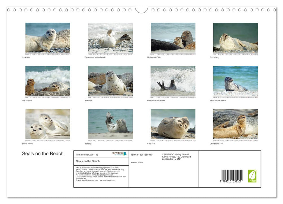 Seals on the Beach (CALVENDO Monthly Calendar 2026)