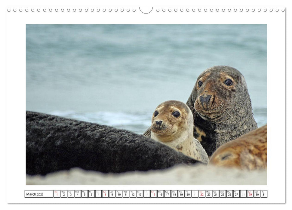 Seals on the Beach (CALVENDO Monthly Calendar 2026)
