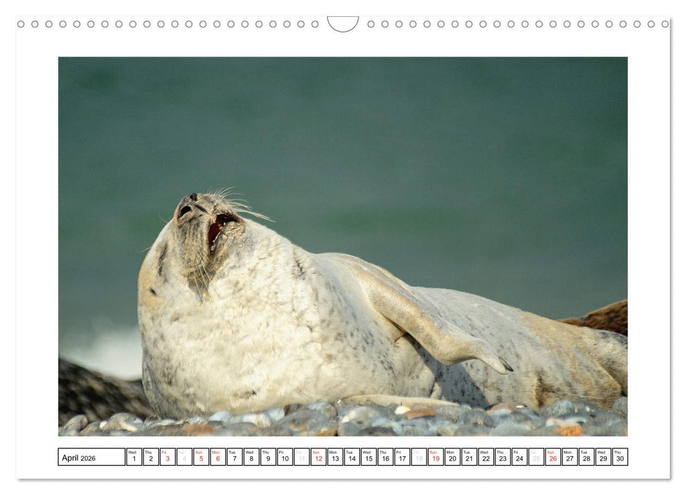 Seals on the Beach (CALVENDO Monthly Calendar 2026)