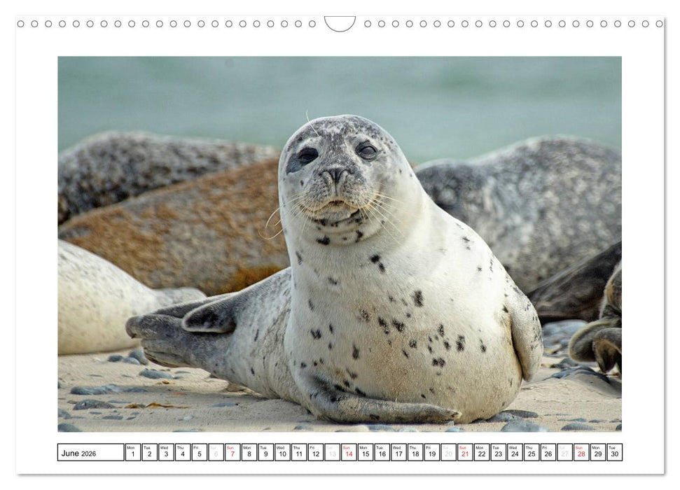 Seals on the Beach (CALVENDO Monthly Calendar 2026)