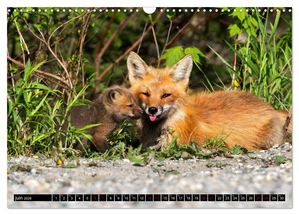 LE PETIT ROUQUIN (CALVENDO Calendrier mensuel 2026)