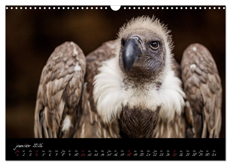 FACES DE RAPACES (CALVENDO Calendrier mensuel 2026)