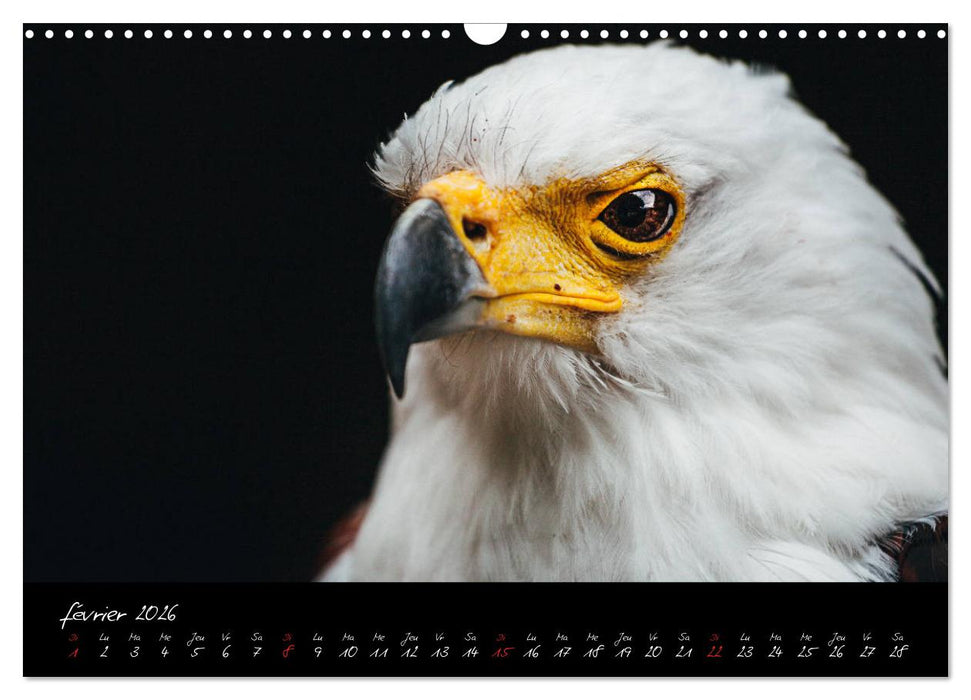 FACES DE RAPACES (CALVENDO Calendrier mensuel 2026)