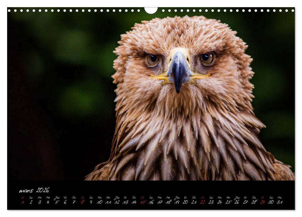 FACES DE RAPACES (CALVENDO Calendrier mensuel 2026)
