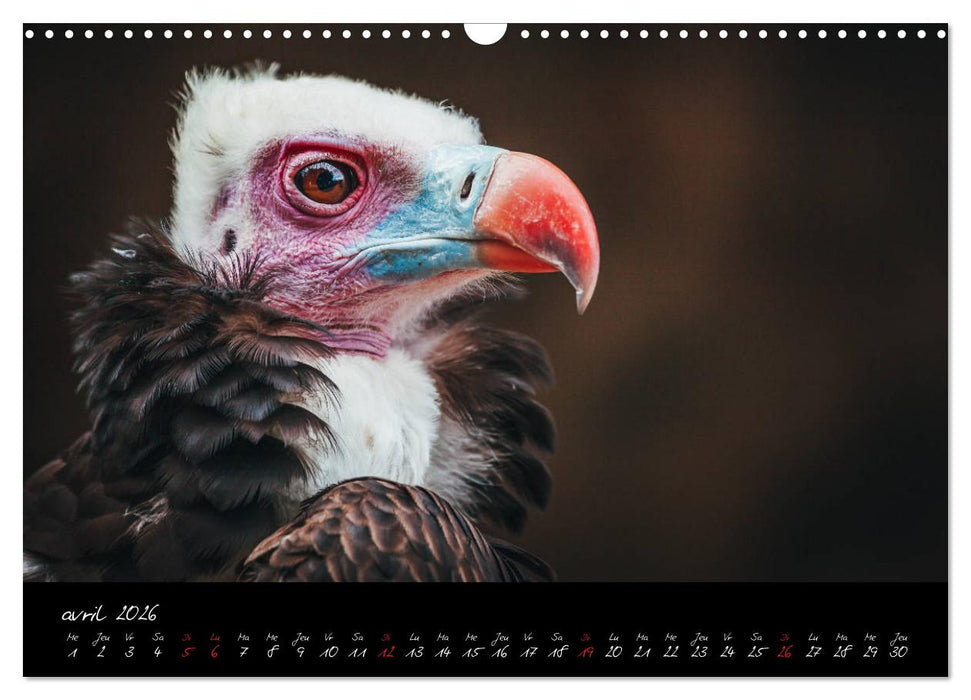 FACES DE RAPACES (CALVENDO Calendrier mensuel 2026)
