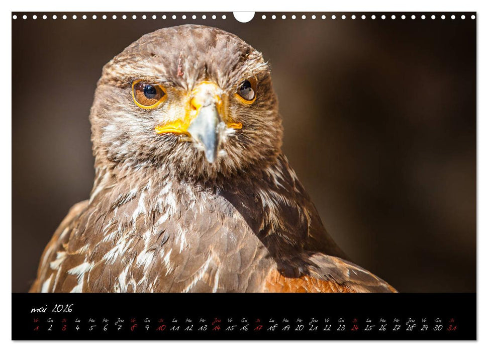 FACES DE RAPACES (CALVENDO Calendrier mensuel 2026)
