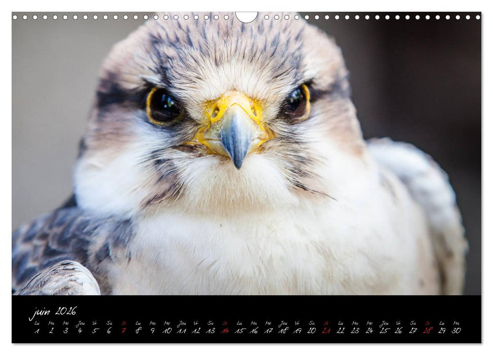 FACES DE RAPACES (CALVENDO Calendrier mensuel 2026)