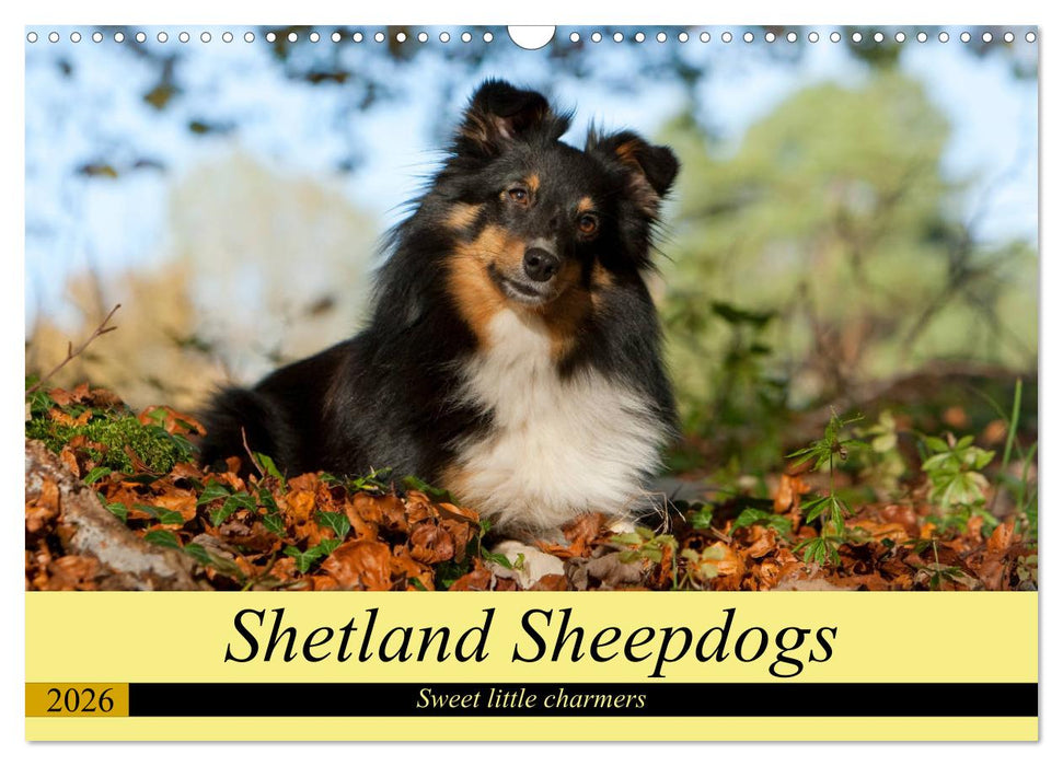 Shetland Sheepdogs - Sweet little charmers (CALVENDO Monthly Calendar 2026)