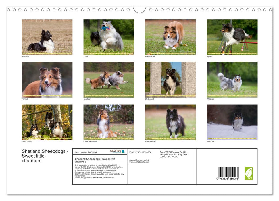 Shetland Sheepdogs - Sweet little charmers (CALVENDO Monthly Calendar 2026)