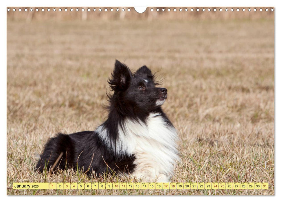 Shetland Sheepdogs - Sweet little charmers (CALVENDO Monthly Calendar 2026)