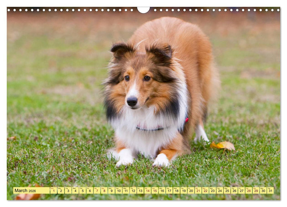 Shetland Sheepdogs - Sweet little charmers (CALVENDO Monthly Calendar 2026)