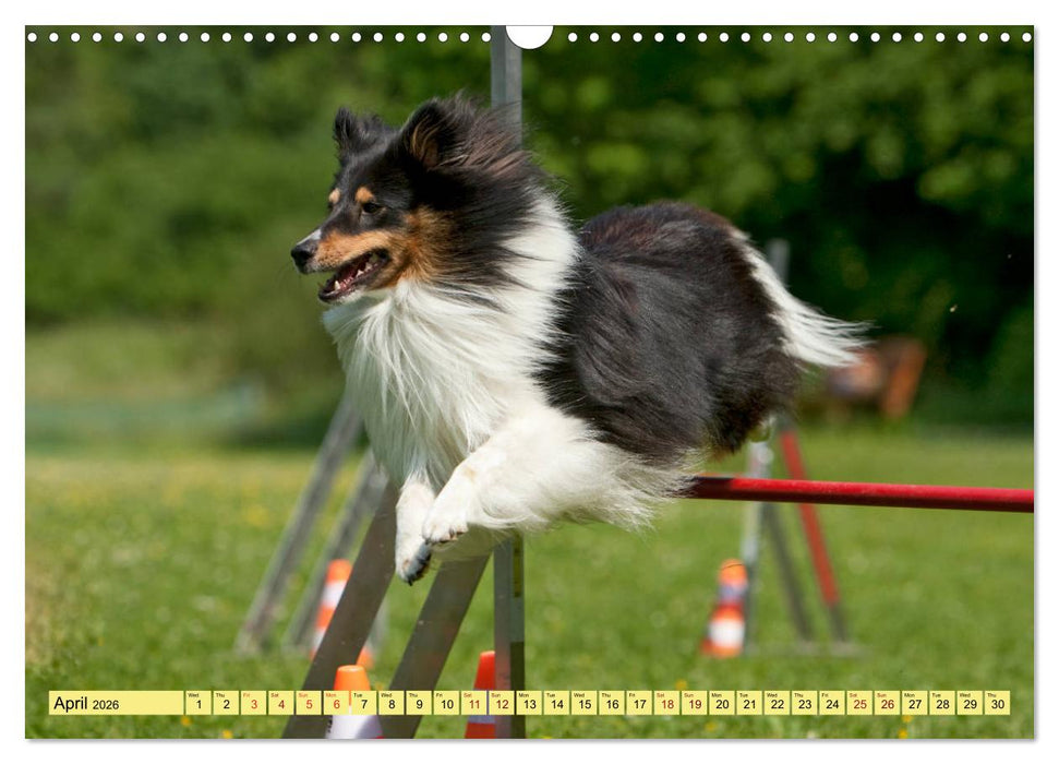 Shetland Sheepdogs - Sweet little charmers (CALVENDO Monthly Calendar 2026)