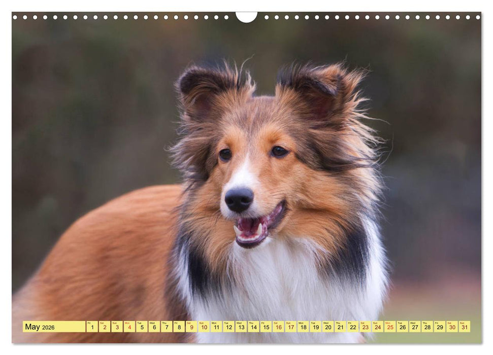 Shetland Sheepdogs - Sweet little charmers (CALVENDO Monthly Calendar 2026)