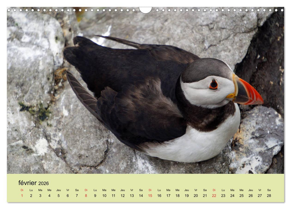 Macareux-moines 
Des petits oiseaux originaux! (CALVENDO Calendrier mensuel 2026)
