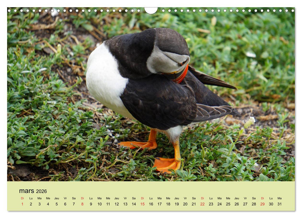 Macareux-moines 
Des petits oiseaux originaux! (CALVENDO Calendrier mensuel 2026)