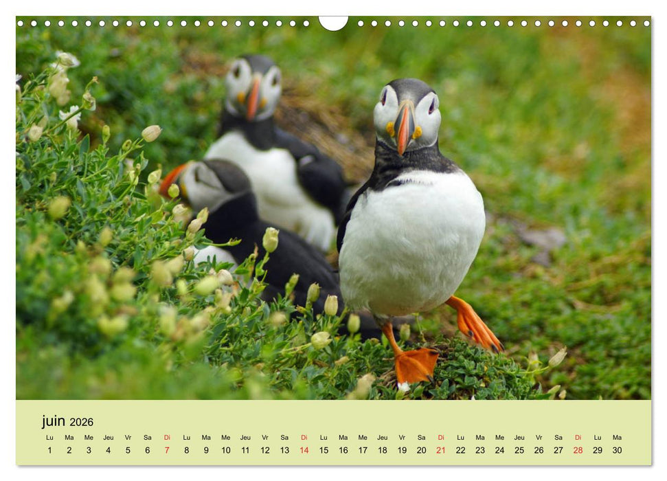 Macareux-moines 
Des petits oiseaux originaux! (CALVENDO Calendrier mensuel 2026)
