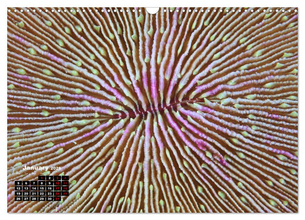 Magical Underwater World (CALVENDO Monthly Calendar 2026)