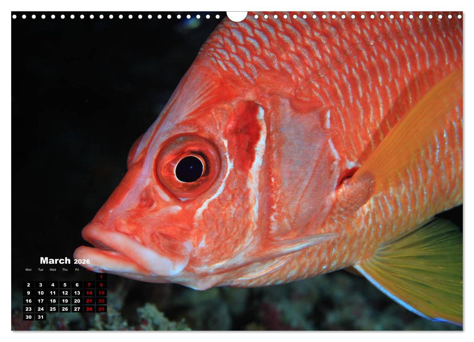 Magical Underwater World (CALVENDO Monthly Calendar 2026)