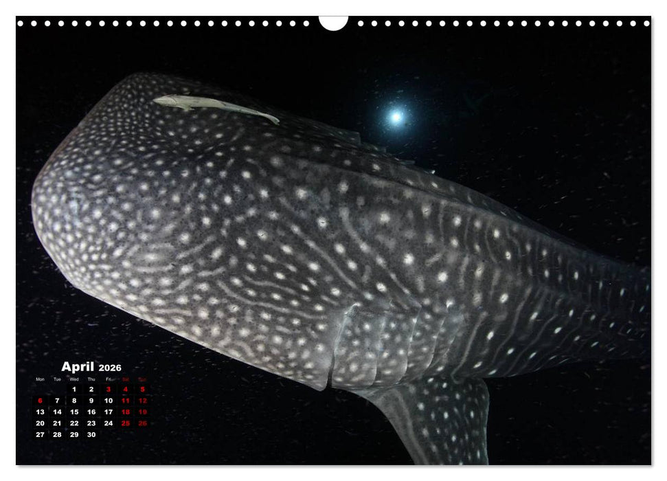 Magical Underwater World (CALVENDO Monthly Calendar 2026)