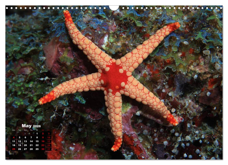 Magical Underwater World (CALVENDO Monthly Calendar 2026)