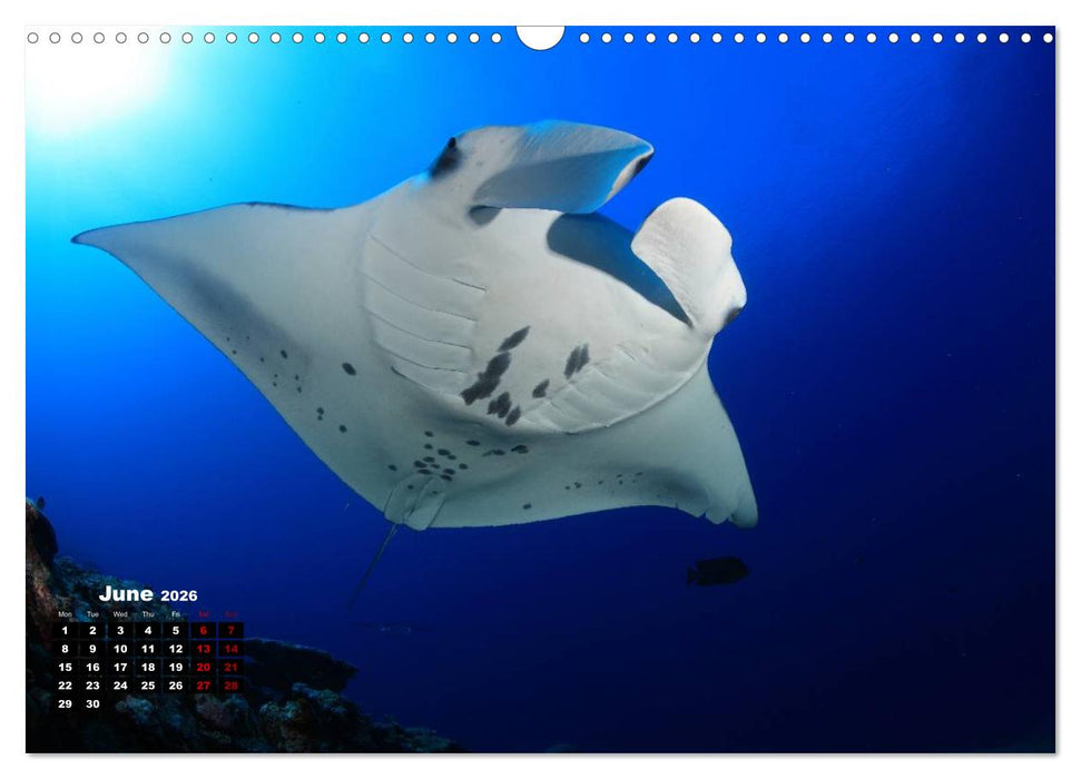 Magical Underwater World (CALVENDO Monthly Calendar 2026)