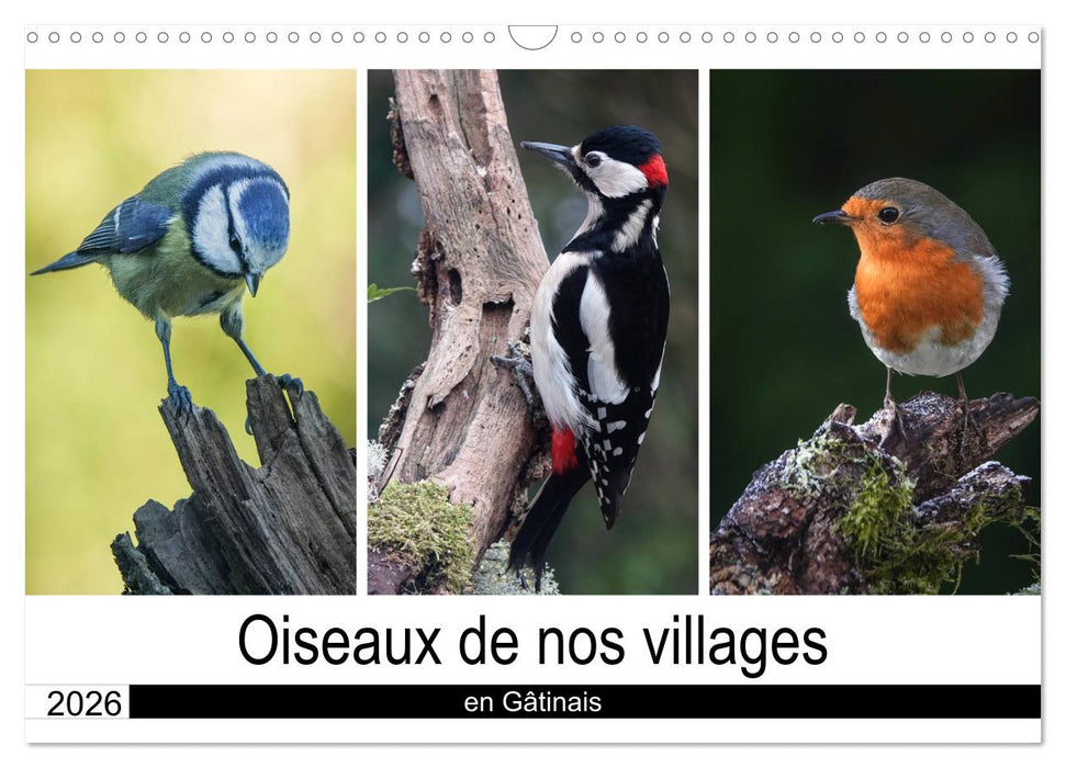 Oiseaux de nos villages en Gâtinais (CALVENDO Calendrier mensuel 2026)