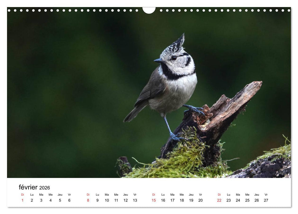 Oiseaux de nos villages en Gâtinais (CALVENDO Calendrier mensuel 2026)