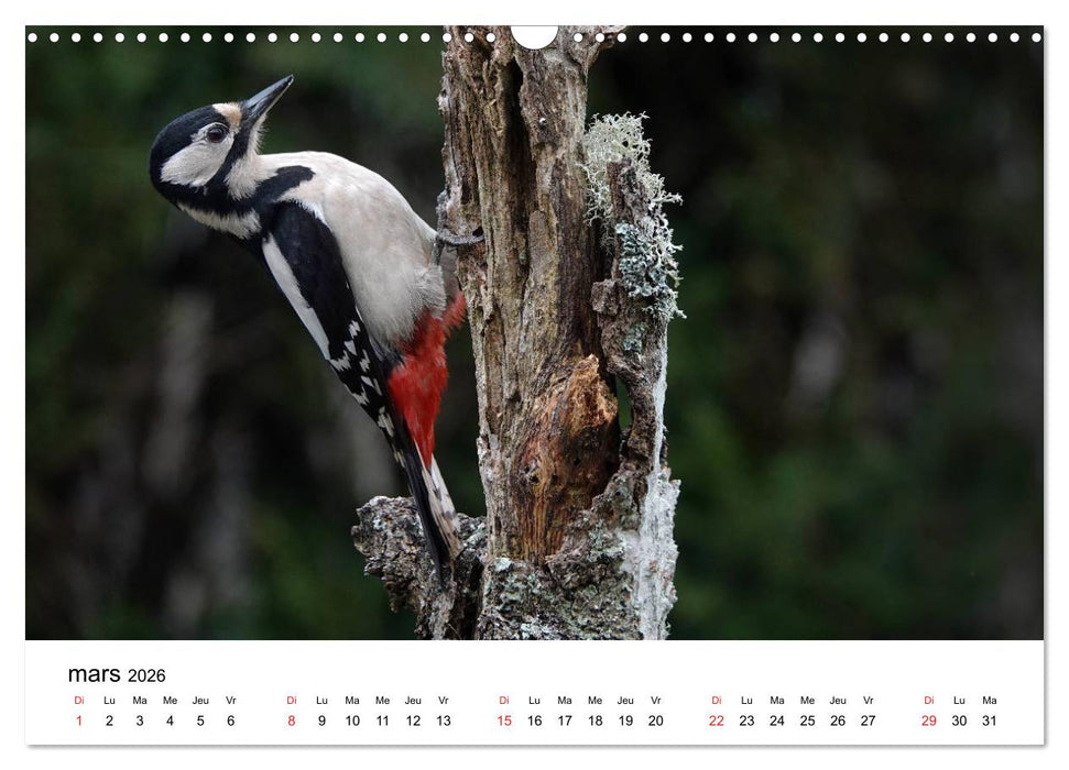 Oiseaux de nos villages en Gâtinais (CALVENDO Calendrier mensuel 2026)