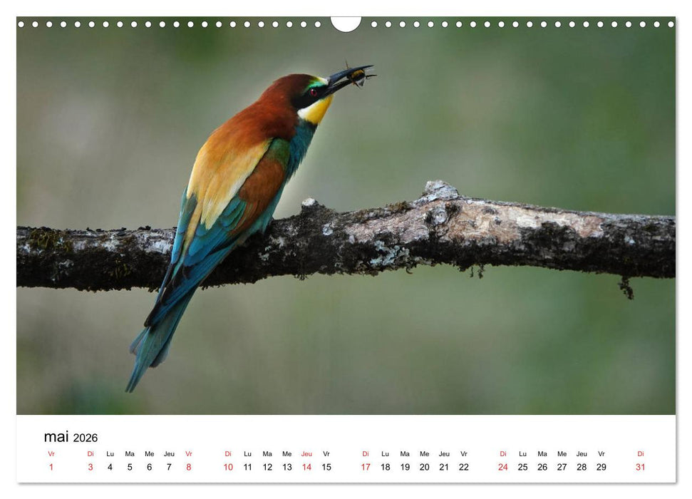 Oiseaux de nos villages en Gâtinais (CALVENDO Calendrier mensuel 2026)