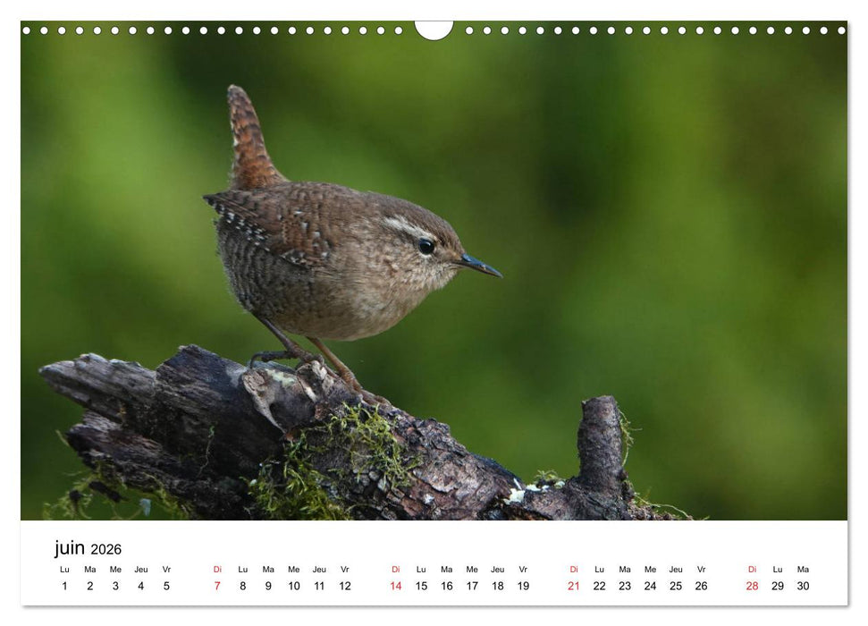Oiseaux de nos villages en Gâtinais (CALVENDO Calendrier mensuel 2026)