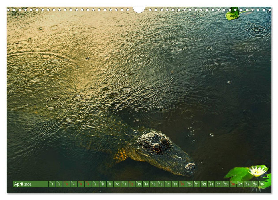 Florida – sunny beaches and mysterious swamps (CALVENDO Monthly Calendar 2026)