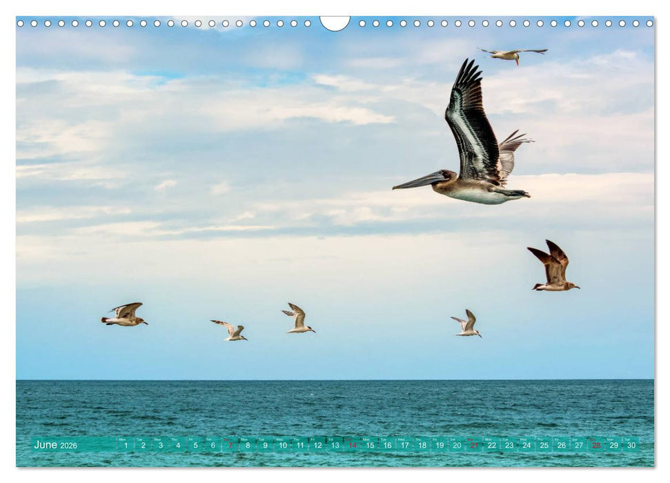 Florida – sunny beaches and mysterious swamps (CALVENDO Monthly Calendar 2026)