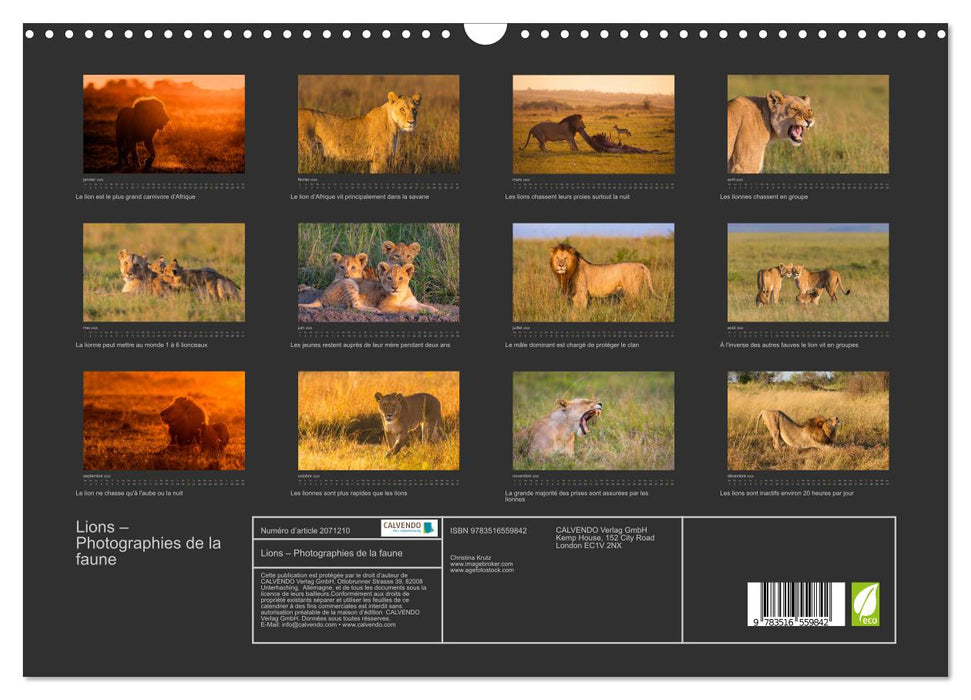 Lions – Photographies de la faune (CALVENDO Calendrier mensuel 2026)
