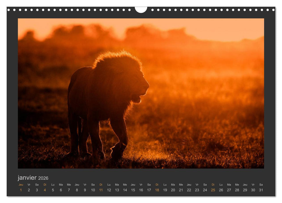 Lions – Photographies de la faune (CALVENDO Calendrier mensuel 2026)