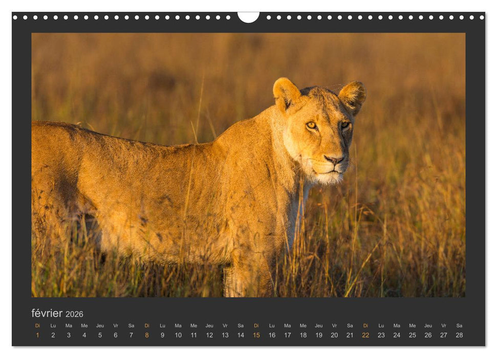 Lions – Photographies de la faune (CALVENDO Calendrier mensuel 2026)