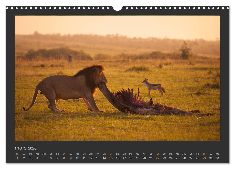 Lions – Photographies de la faune (CALVENDO Calendrier mensuel 2026)