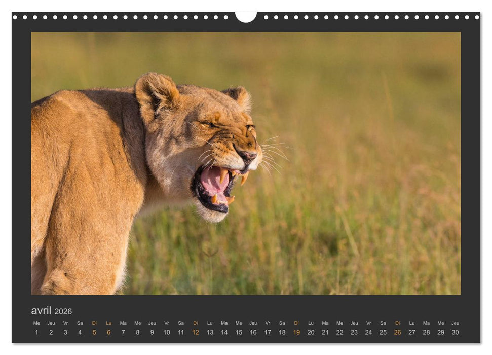 Lions – Photographies de la faune (CALVENDO Calendrier mensuel 2026)