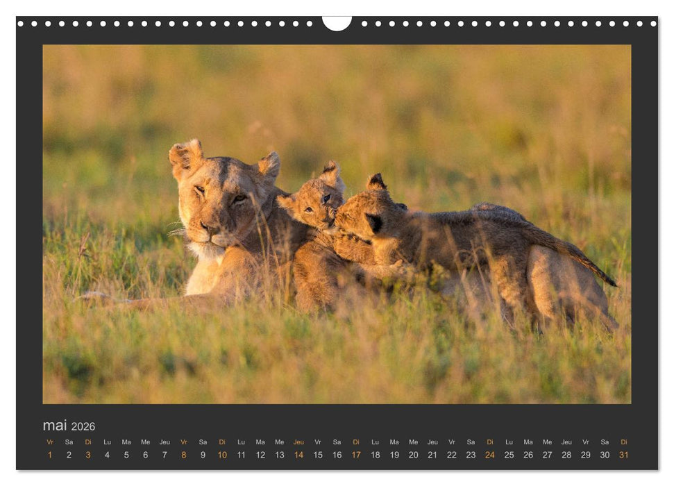 Lions – Photographies de la faune (CALVENDO Calendrier mensuel 2026)