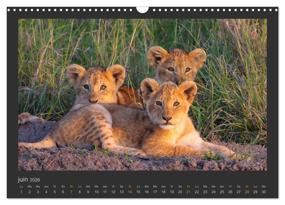 Lions – Photographies de la faune (CALVENDO Calendrier mensuel 2026)