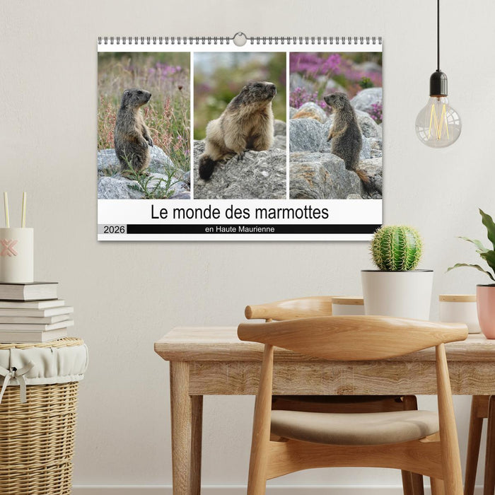 Le monde des marmottes en Haute Maurienne (CALVENDO Calendrier mensuel 2026)