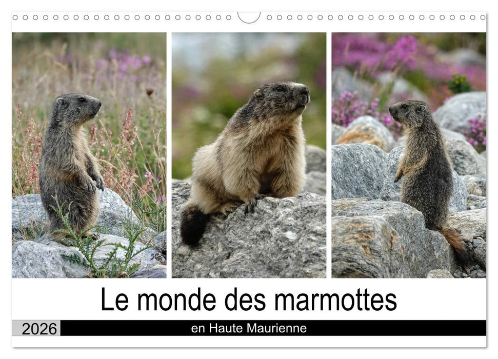 Le monde des marmottes en Haute Maurienne (CALVENDO Calendrier mensuel 2026)