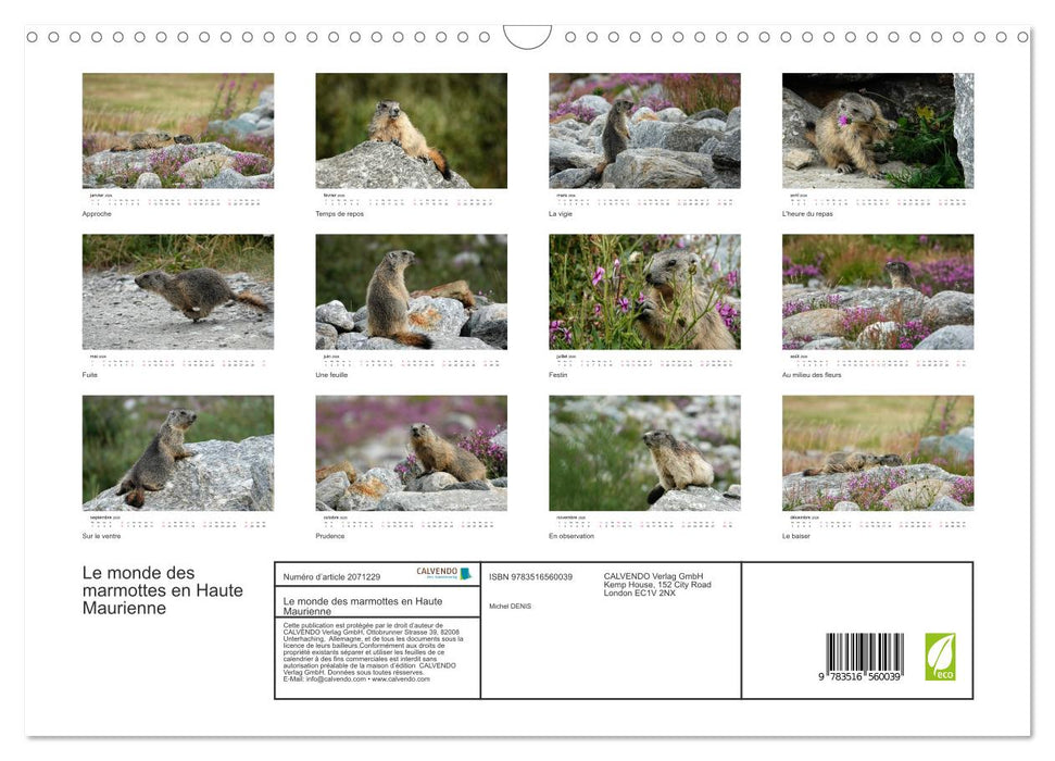 Le monde des marmottes en Haute Maurienne (CALVENDO Calendrier mensuel 2026)
