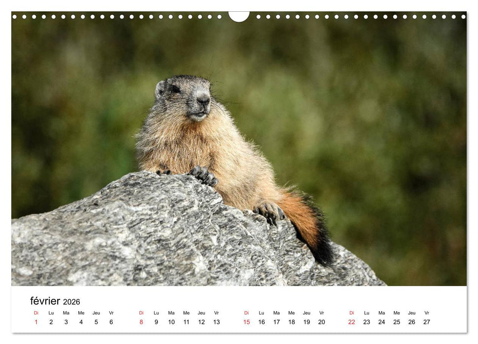 Le monde des marmottes en Haute Maurienne (CALVENDO Calendrier mensuel 2026)