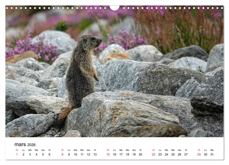 Le monde des marmottes en Haute Maurienne (CALVENDO Calendrier mensuel 2026)