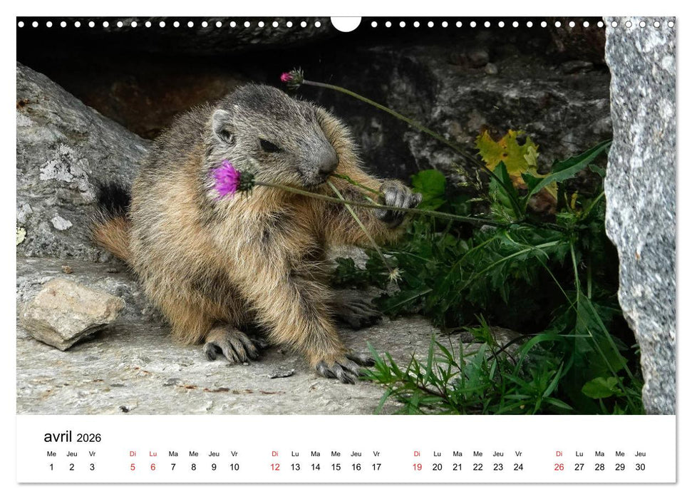 Le monde des marmottes en Haute Maurienne (CALVENDO Calendrier mensuel 2026)