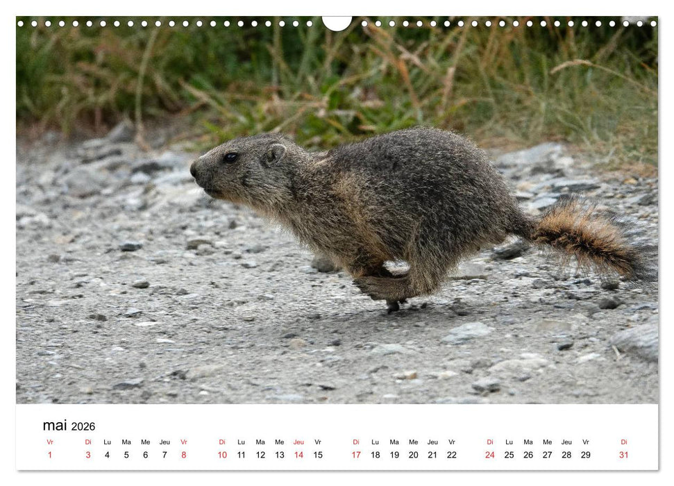 Le monde des marmottes en Haute Maurienne (CALVENDO Calendrier mensuel 2026)