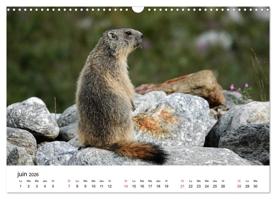 Le monde des marmottes en Haute Maurienne (CALVENDO Calendrier mensuel 2026)