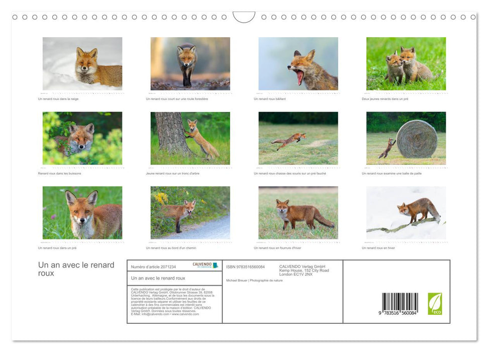 Un an avec le renard roux (CALVENDO Calendrier mensuel 2026)