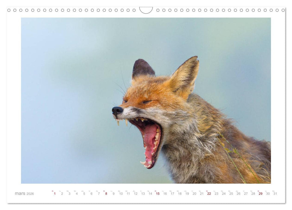Un an avec le renard roux (CALVENDO Calendrier mensuel 2026)